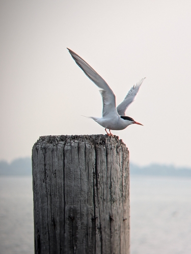 Common Tern observed by pointman