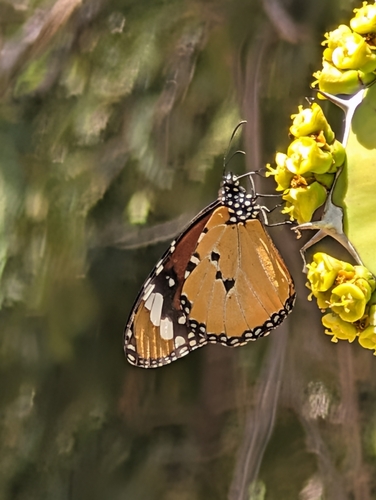 African Plain Tiger