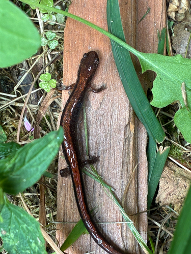 Eastern Red-backed Salamander observed by s_sparks