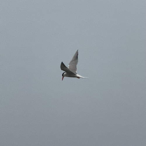 Common Tern observed by devan999