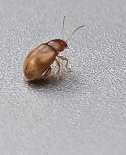 Tobacco Flea Beetle