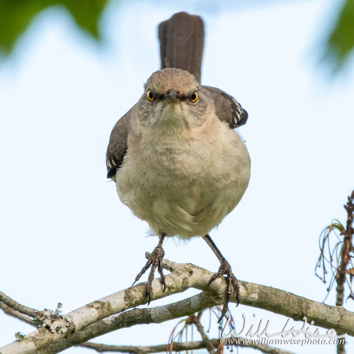 Angry Mockingbird