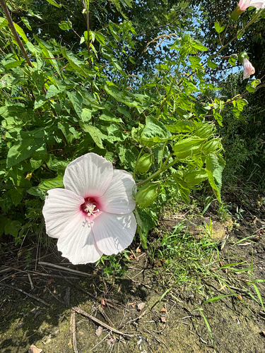 iNaturalist observation photo of Halberd-leaf Rosemallow