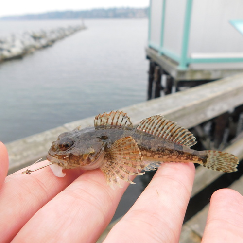 Padded Sculpin