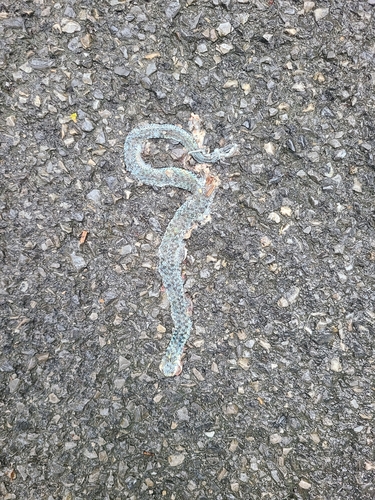 Common Garter Snake observed by mandysmith2