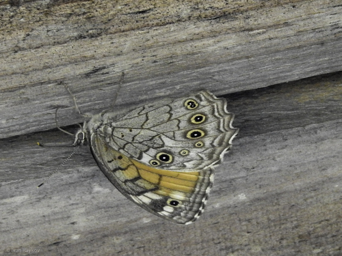 Lattice brown