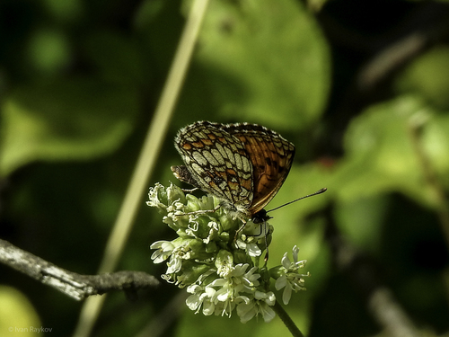 Heath Fritillary