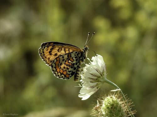 Lesser Spotted Fritillary