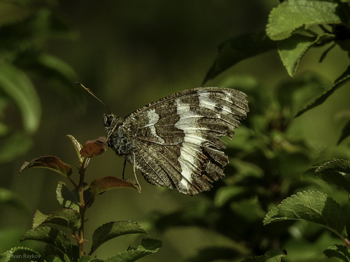 Great Banded Grayling