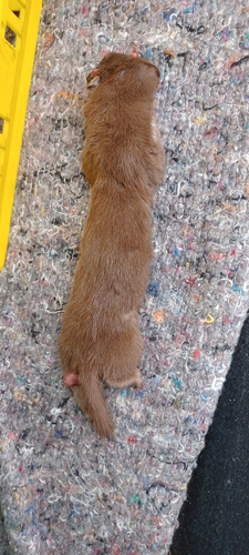 Least Weasel observed by rene354