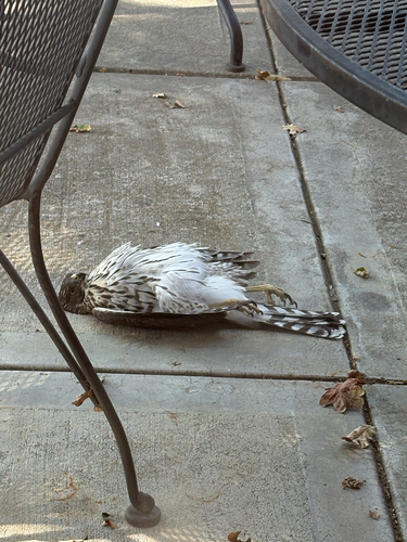 Cooper's Hawk observed by nevaeh_perez_bazan