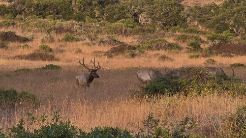 Elk observed by py_ralis