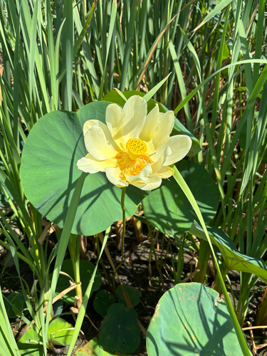 iNaturalist observation photo of American lotus