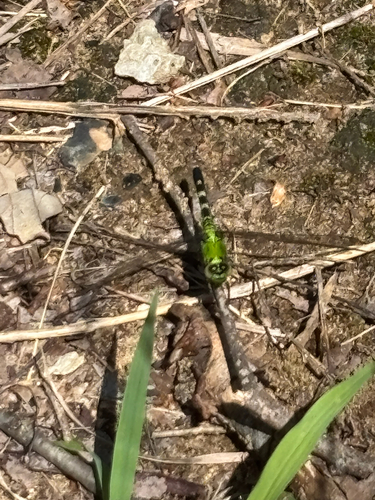 iNaturalist observation photo of Eastern Pondhawk