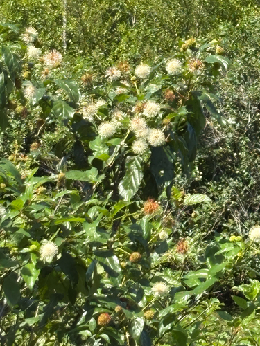 iNaturalist observation photo of buttonbush