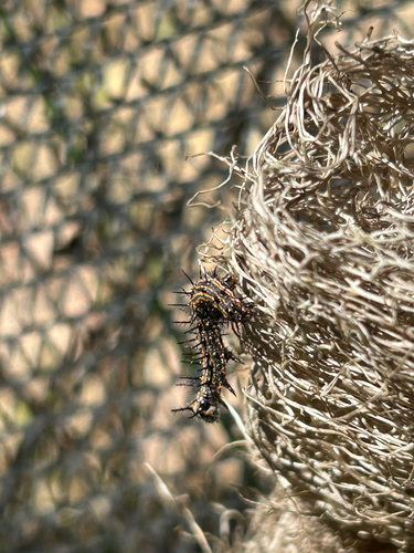 Dione vanillae maculosa