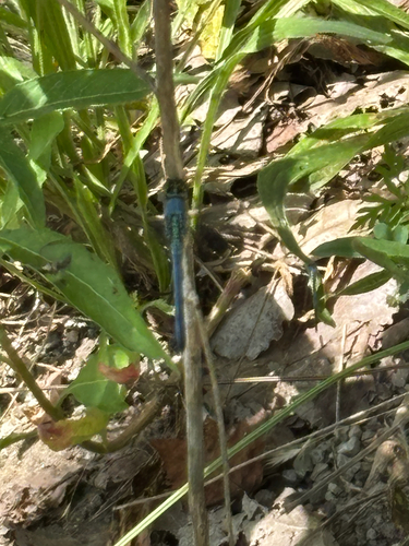 iNaturalist observation photo of Eastern Pondhawk