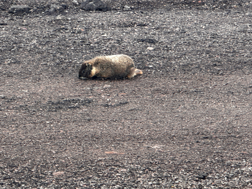 Yellow-bellied Marmot observed by spqr_el_jefe