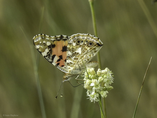 Painted Lady