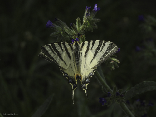 Scarce Swallowtail