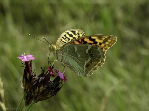 Cardinal Butterfly