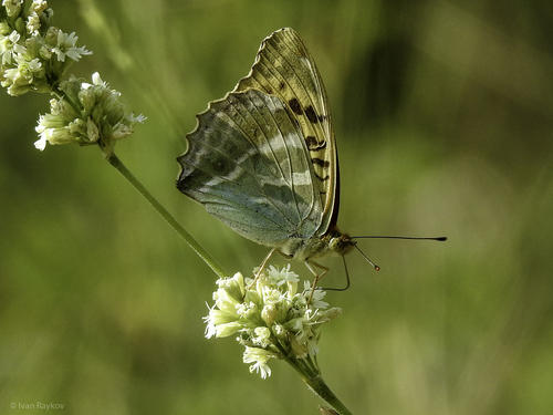 Silver-washed Fritillary