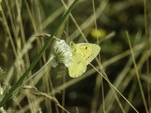 Clouded Yellow