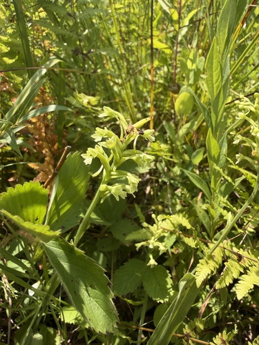 small green wood orchid