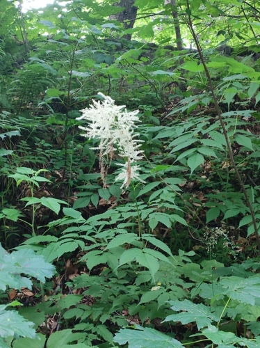 Goatsbeard