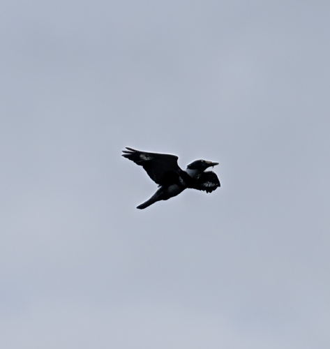 Belted Kingfisher observed by verosseraptor