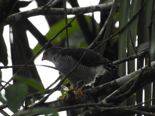 Tiny Hawk