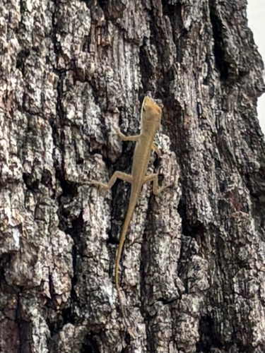 Green Anole observed by car_mc