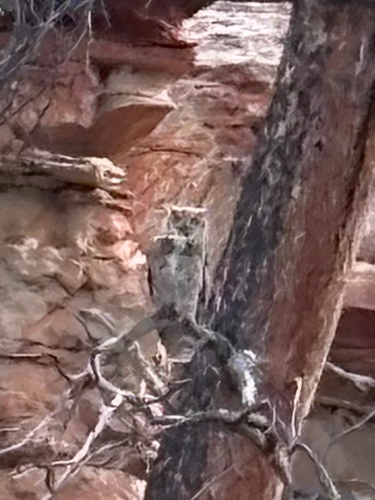 Great Horned Owl observed by jdmelee