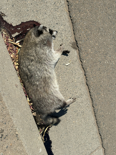 Common Raccoon observed by jheta