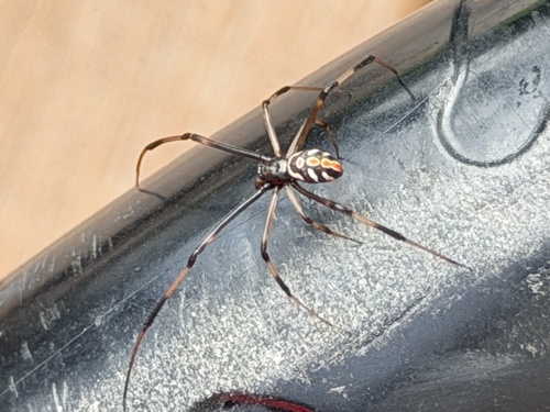 Southern Black Widow
