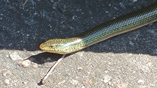 Eastern Glass Lizard observed by jakassing