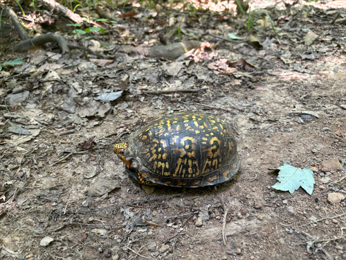 Common Box Turtle observed by leigh_dc