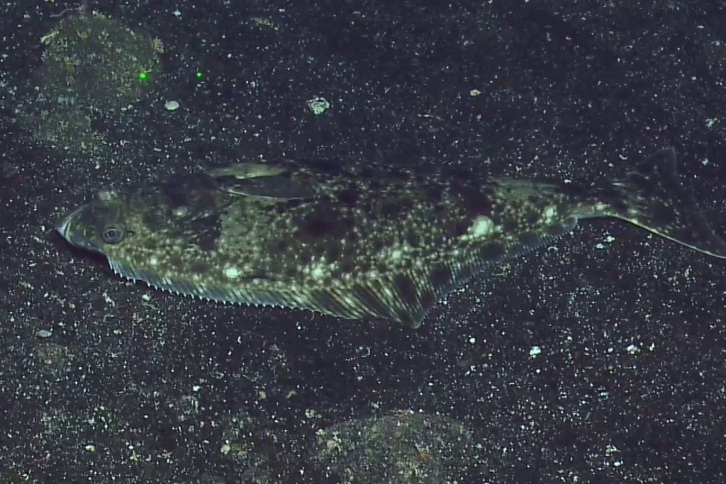 Pacific Halibut (Seamounts of Canada's Large Offshore Pacific Area of