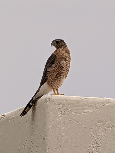 Cooper's Hawk observed by wesleyjames