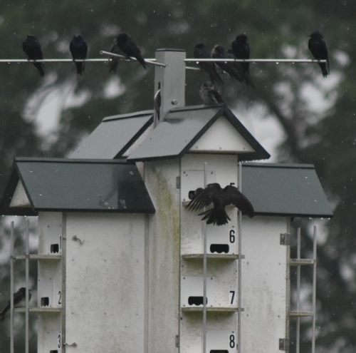 Purple Martin observed by ianc2024