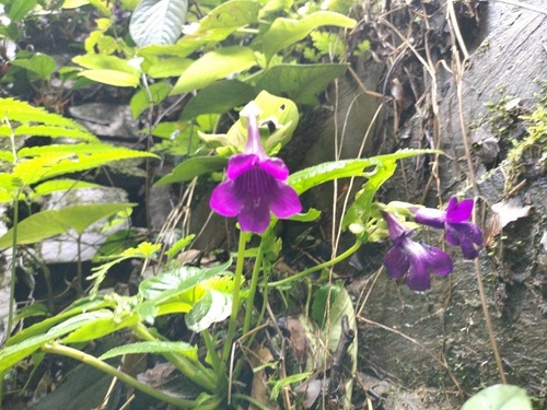 Damrongia trisepala