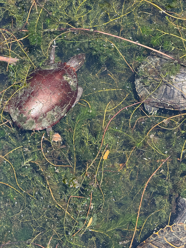 Painted Turtle observed by rverble