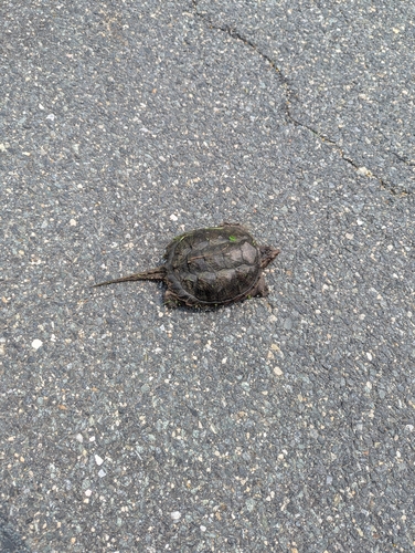 Common Snapping Turtle observed by alan834