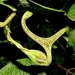 Aristolochia hoehneana - Photo (c) Marcos Silveira, all rights reserved, uploaded by Marcos Silveira