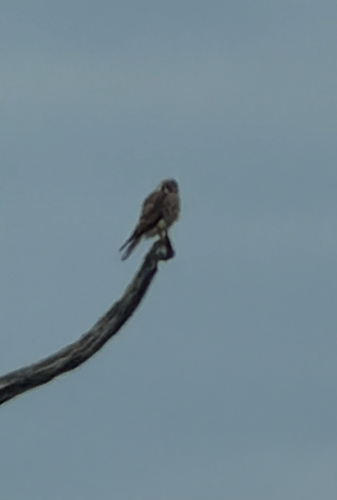 American Kestrel observed by arielledemerchant