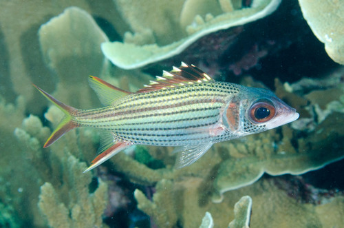 Spotfin Squirrelfish