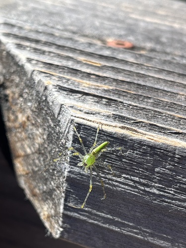iNaturalist observation photo of Green Lynx Spiders