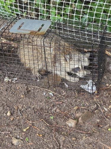 Common Raccoon observed by scangus