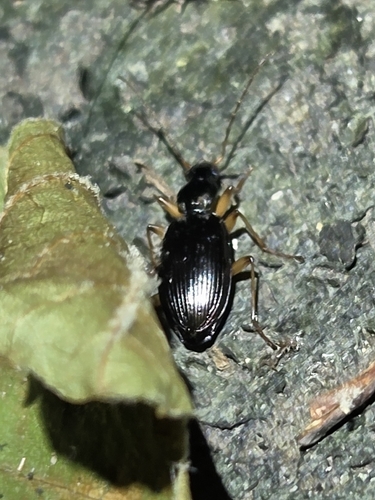 Agonum extensicolle