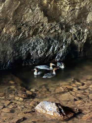 Common Merganser observed by pinesnake